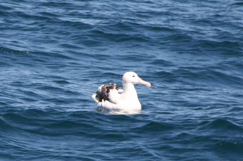 Nieuw-Zeeland 2011 - 1252
